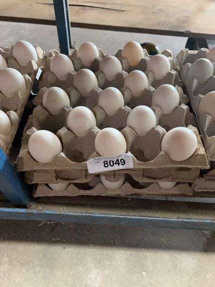 3+ Doz Extra Super Jumbo King Size Duck Eating Eggs