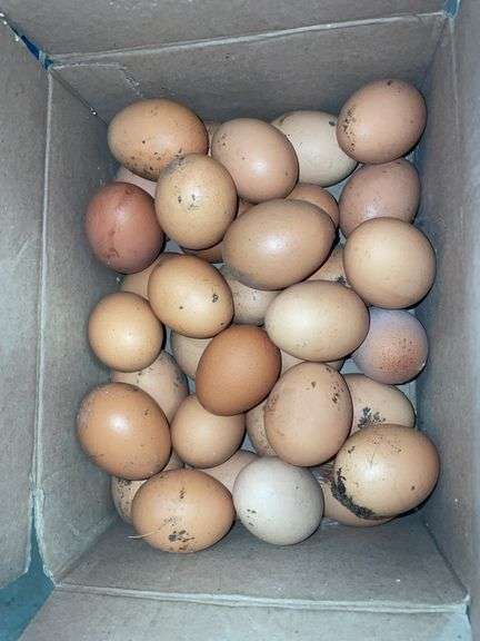 3 Doz Large Brown Eating Eggs