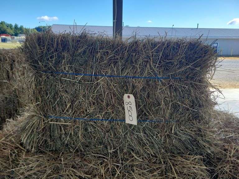 19 1st Timothy Orchard Grass