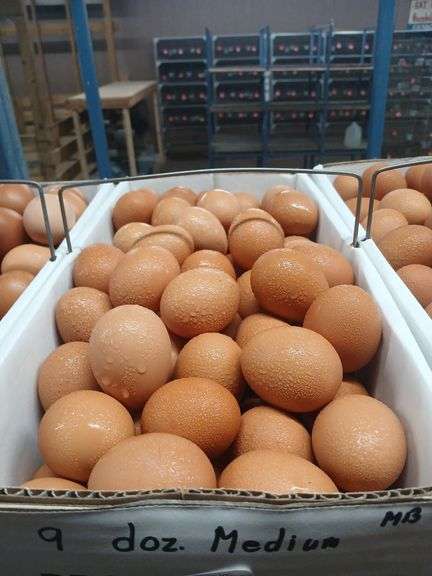 9 Doz Med Brown Eating Eggs