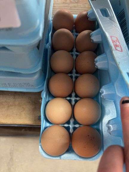 1 Doz Brown Colassal Eating Eggs