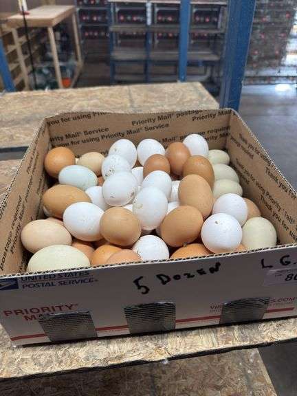 5 Doz Large Mixed Eating Eggs