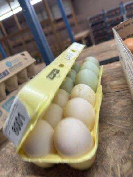 1 Doz Duck Eating Eggs