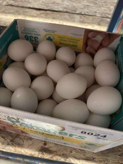 5 Doz Jumbo White Eating Eggs - Unwashed