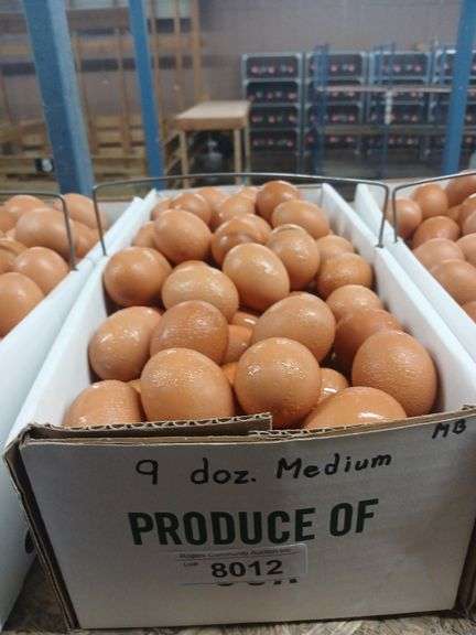 9 Doz Med Brown Eating Eggs