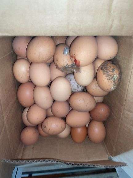 5 Doz Large Brown Eating Eggs