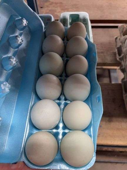 1 Doz Blue Super Jumbo King Size Duck Eating Eggs