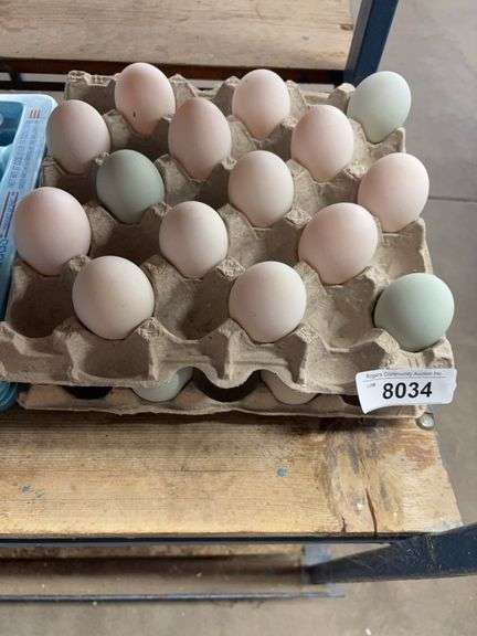 2+ Doz Extra Super Jumbo King Size Duck Eating Eggs
