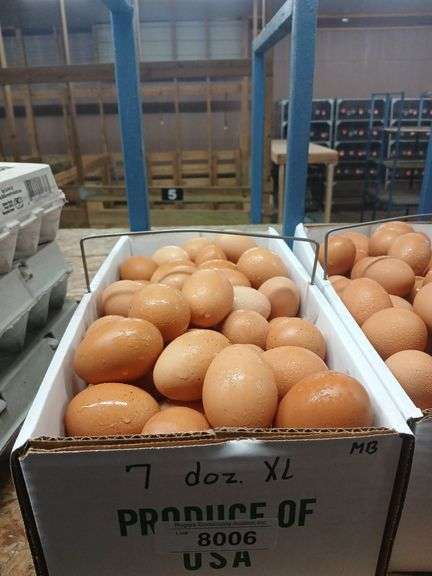 7 Doz XL Brown Eating Eggs