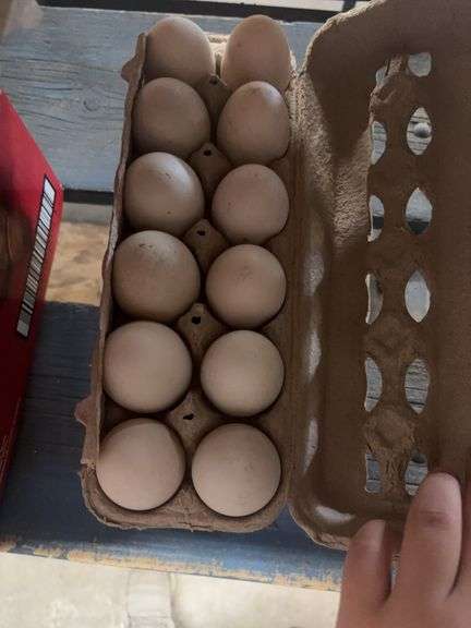2 Doz Duck Eating Eggs