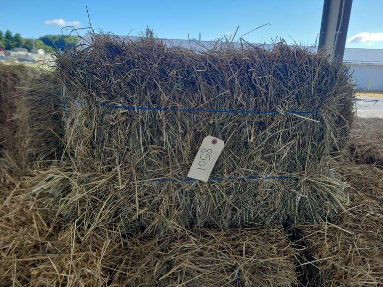 25 1st Timothy Orchard Grass