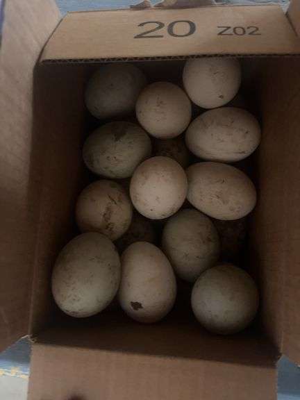 2 Doz Duck Eating Eggs