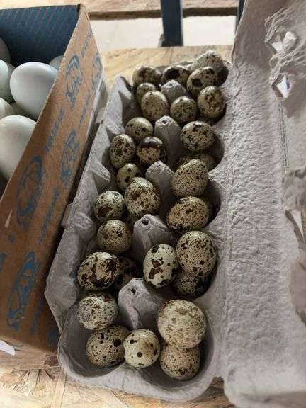 3 Doz Quail Eating Eggs
