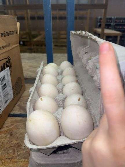 2 Doz Xlarge Duck Eating Eggs