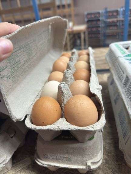 2 Doz Large Brown Eating Eggs