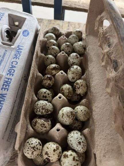 3 Doz Quail Eating Eggs