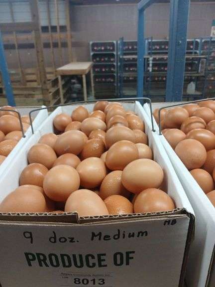 9 Doz Med Brown Eating Eggs