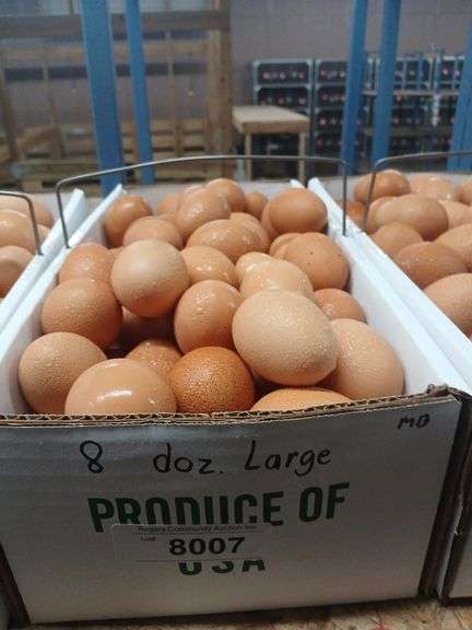 8 Doz Large Brown Eating Eggs