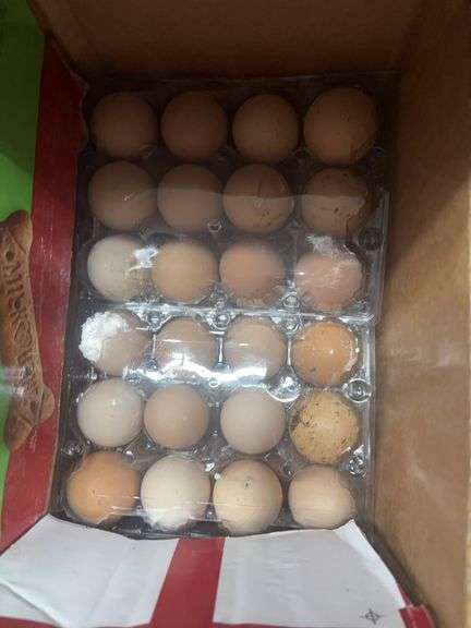 6 Doz Brown Eating Eggs