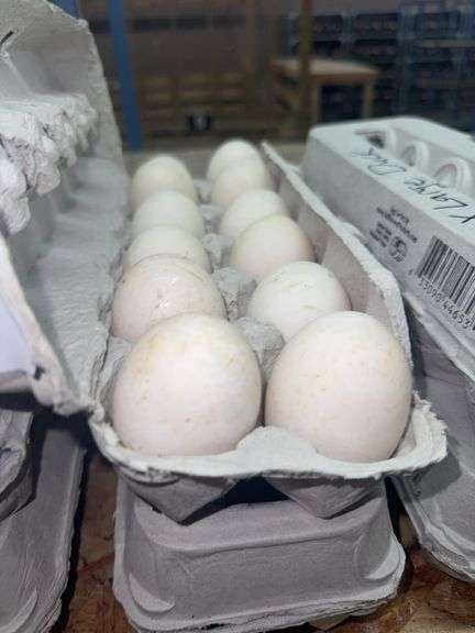 2 Doz Xlarge Duck Eating Eggs