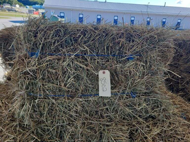 25 1st Timothy Orchard Grass