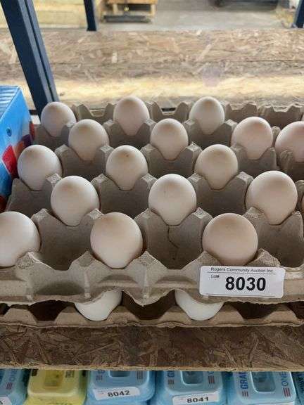2+ Doz Extra Super Jumbo King Size Duck Eating Eggs