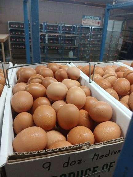 9 Doz Med Brown Eating Eggs
