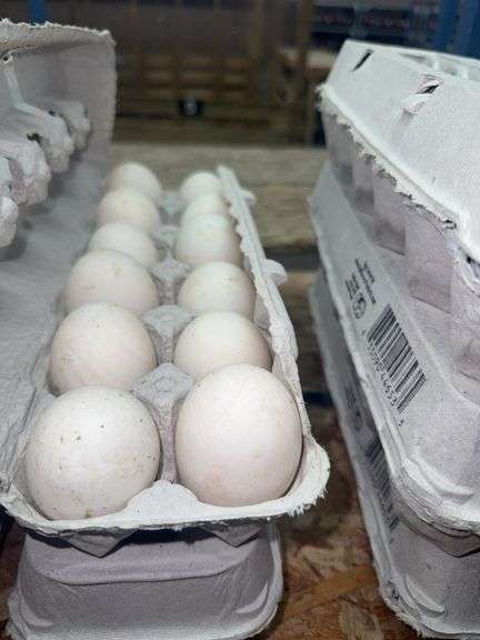 2 Doz Xlarge Duck Eating Eggs