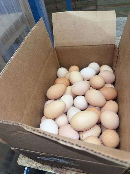 7 Doz Large Eating Eggs