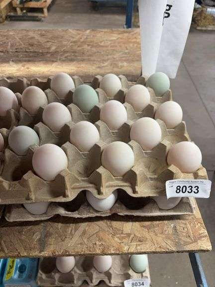 2+ Doz Extra Super Jumbo King Size Duck Eating Eggs