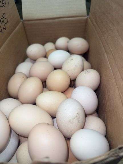 7 Doz Large Eating Eggs