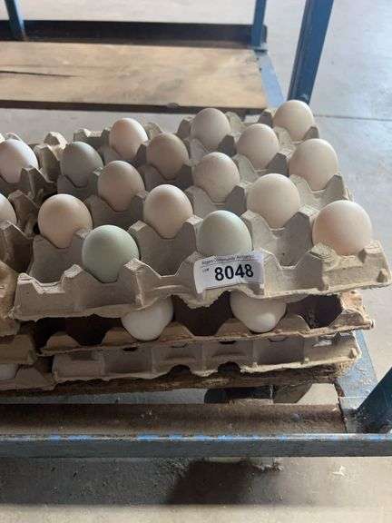 3+ Doz Extra Super Jumbo King Size Duck Eating Eggs