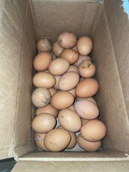 3 Doz Large Brown Eating Eggs
