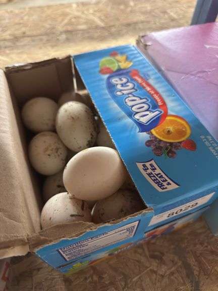 2 Doz Duck Eating Eggs