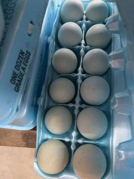1 Doz Large Blue Eating Eggs
