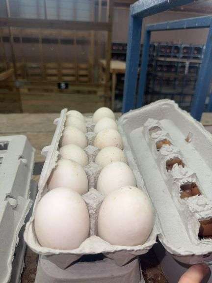 3 Doz Xlarge Duck Eating Eggs