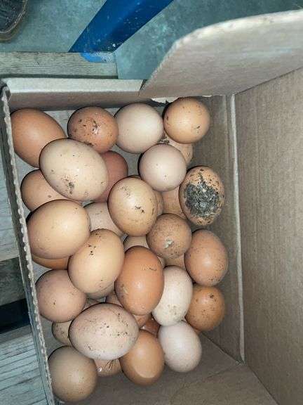 3 Doz Large Brown Eating Eggs