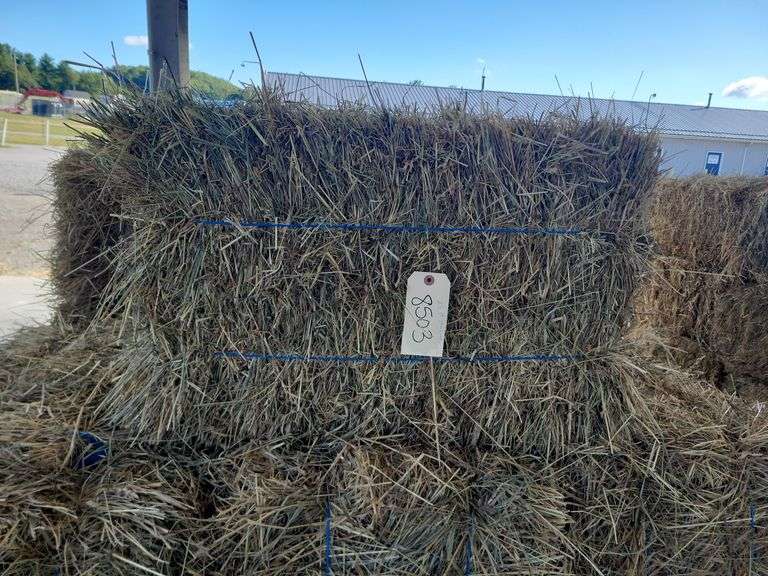 25 1st Timothy Orchard Grass