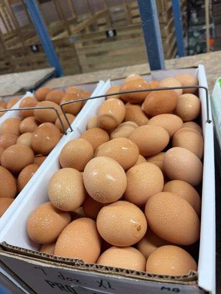 7 Doz Xlarge Brown Eating Eggs