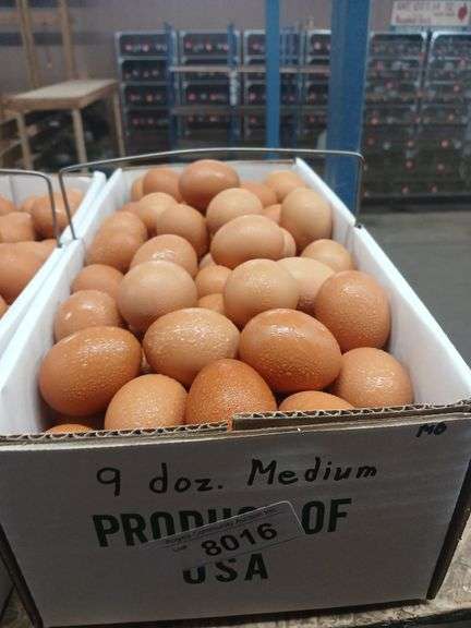 9 Doz Med Brown Eating Eggs
