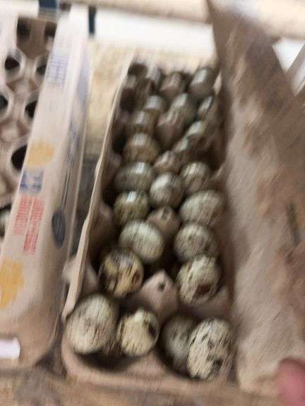 3 Doz Quail Eating Eggs