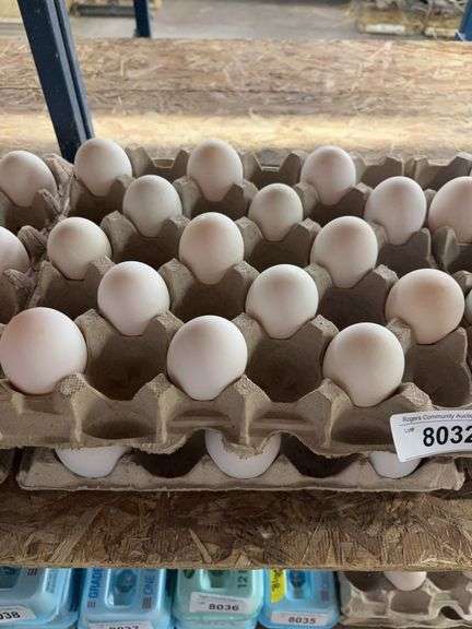 2+ Doz Extra Super Jumbo King Size Duck Eating Eggs