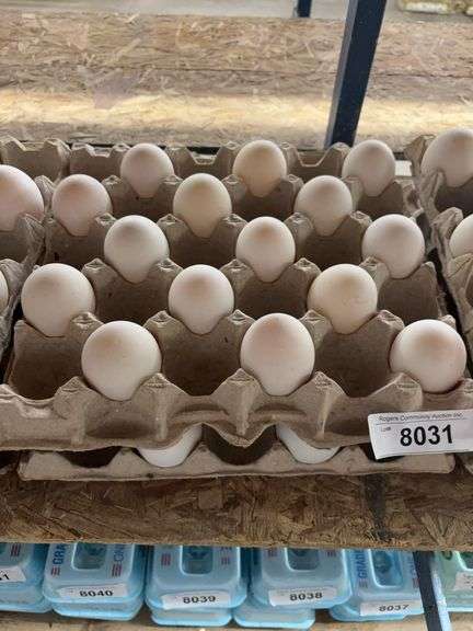 2+ Doz Extra Super Jumbo King Size Duck Eating Eggs