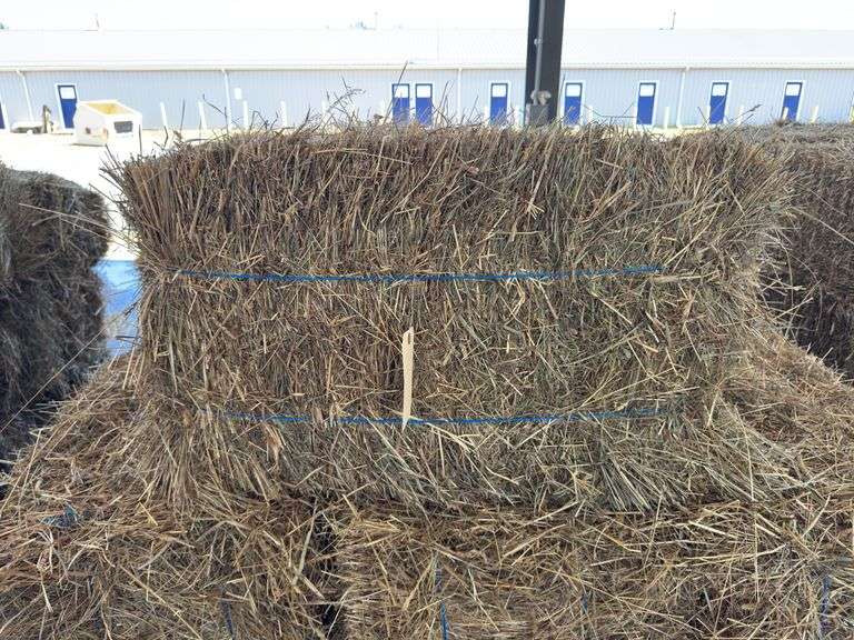 25 1st Timothy Orchard Grass