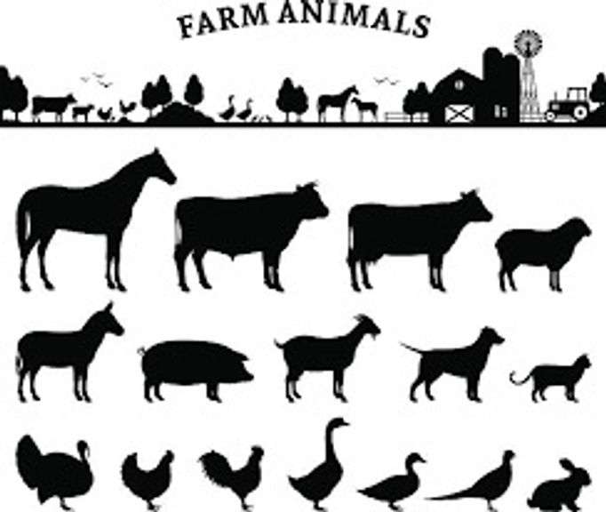 Small Livestock Online Auction 10-3-25