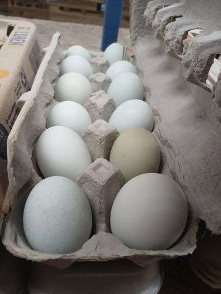 2 Doz Blue Eating Eggs