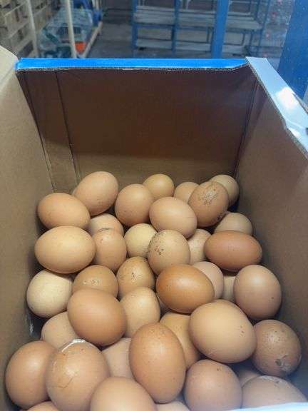 7 Doz Xlarge Brown Eating Eggs
