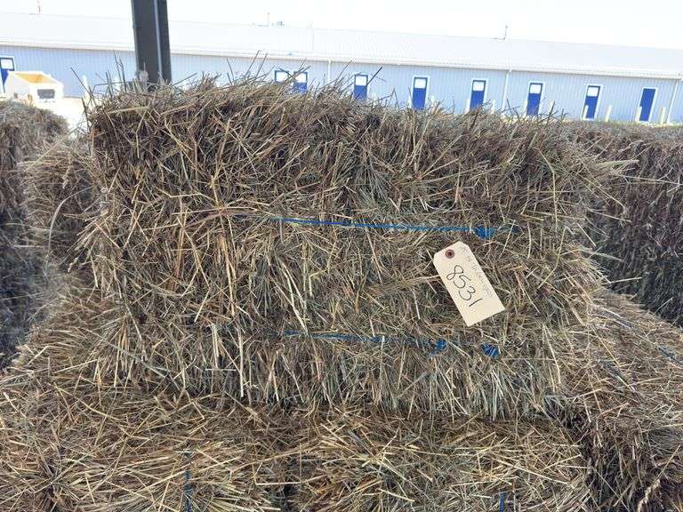 25 1st Timothy Orchard Grass