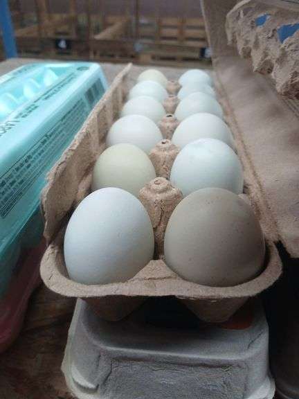 2 Doz Blue Eating Eggs