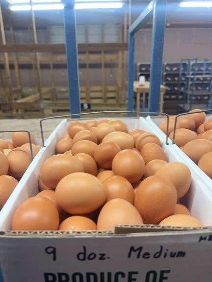 9 Doz Medium Brown Eating Eggs